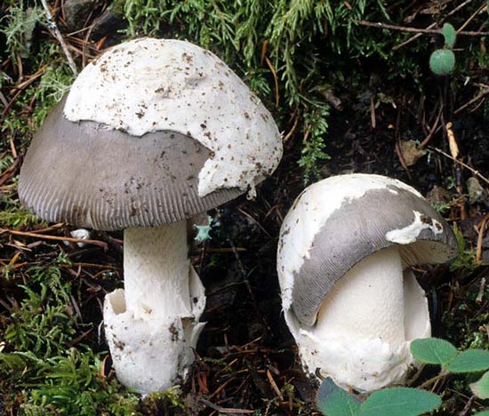 Amanita vaginata - Fungi species | sokos jishebi | სოკოს ჯიშები